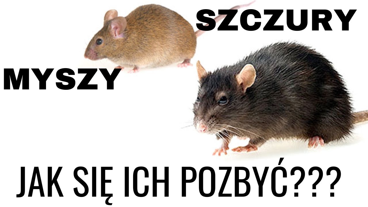 JAK ZLIKWIDOWAĆ MYSZY I SZCZURY? deratyzacja - zwalczanie szczurów - trutka na szczury