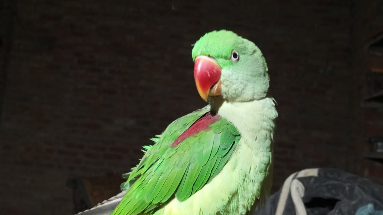 Mitthu betu✨❤️#mitthubeta #funnybird#talktiveparrot  #funnyanimal 