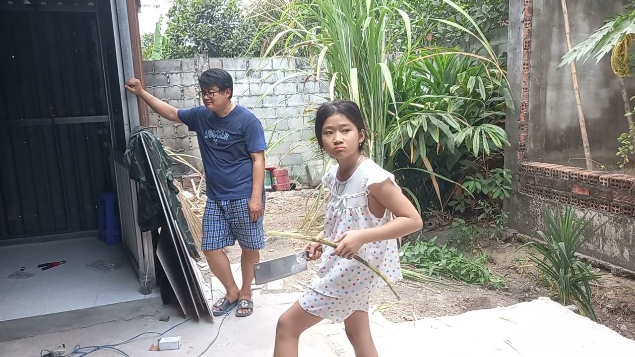 559# Chín Trầu Lam Sơn.Chặt mía sau nhà 