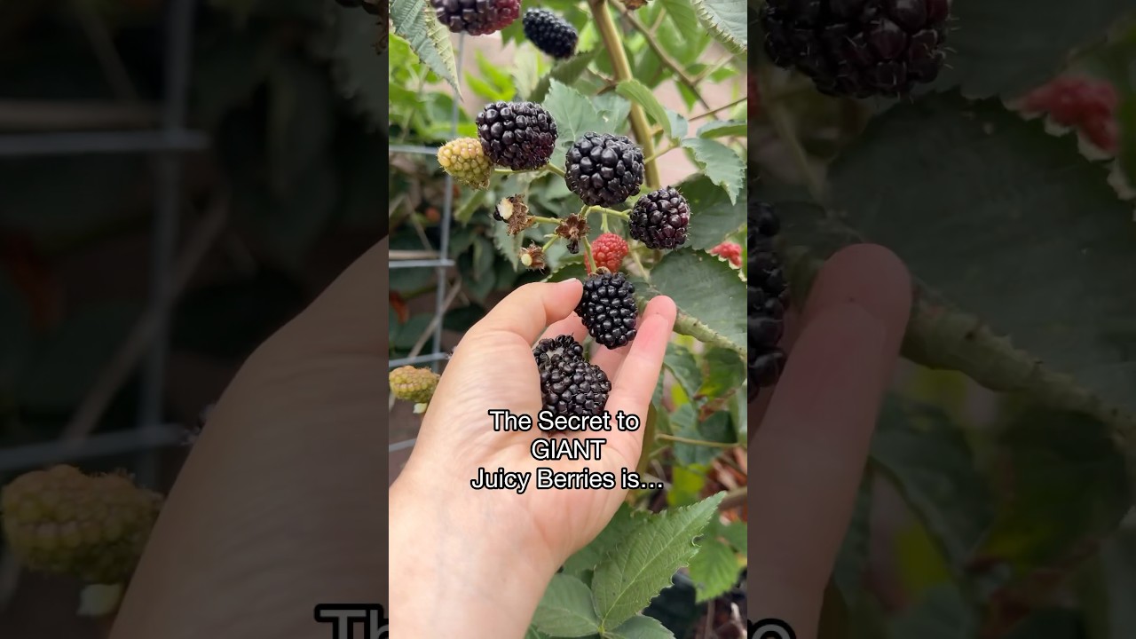 The Secret to Growing Giant Juicy Blackberries #blackberries #backyardgarden