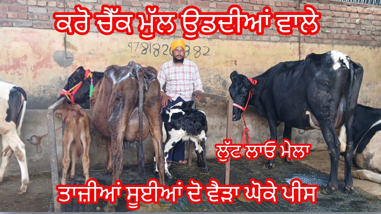 ਫੋਨ 9781820382 ਤਾਜ਼ੀਆਂ ਸੂਈਆਂ ਦੋ ਵੈੜਾਂ ਬਿਲਕੁੱਲ ਜਾਇਜ਼ ਮੁੱਲ /cow for sale /cheema dairy farm 