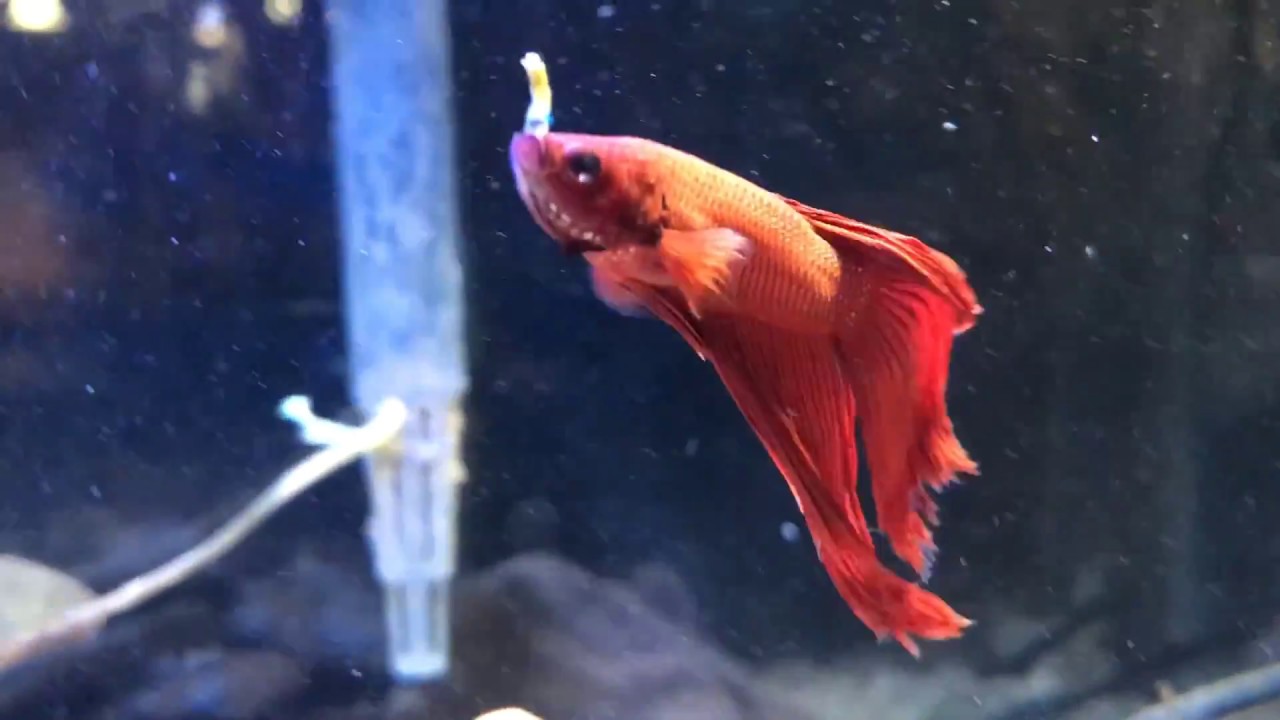 What do Betta Fish Eat