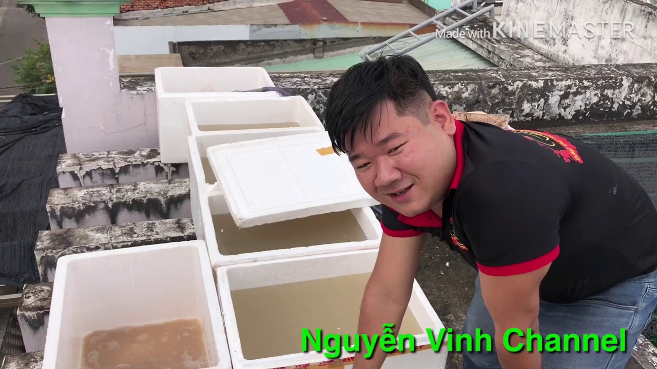 Nuôi BOBO trên sân thượng | Nguyễn Vinh Channel