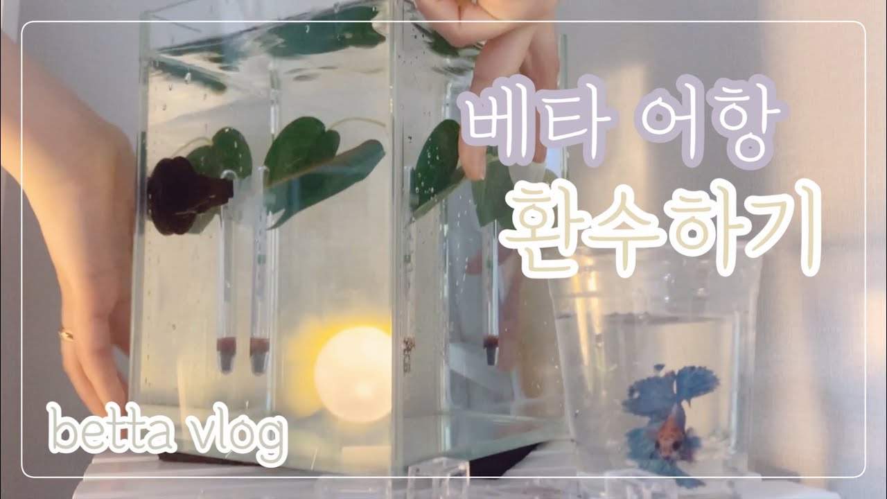 베타 어항 환수하기 🐠💙 | 전체 환수 | 베타 어항 물갈이 쉽게 하는 법 | 물멍 | 베타 브이로그 Ep.7