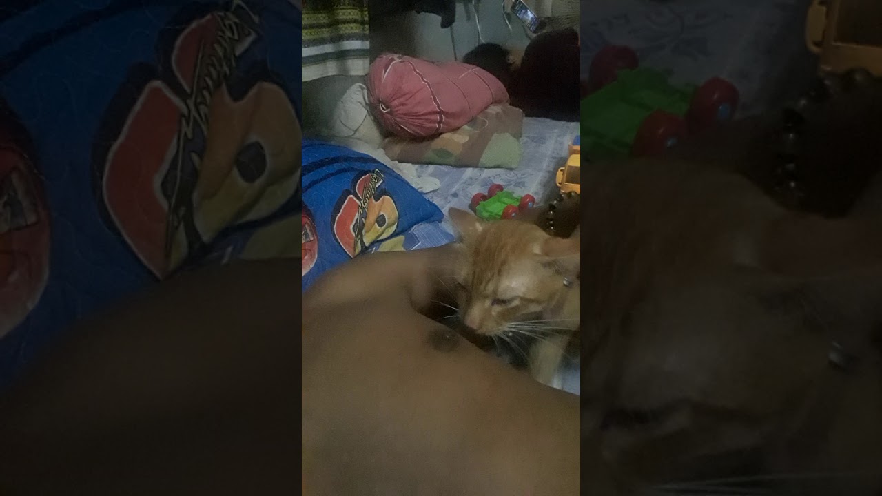 ya allah aku menyusui kucing ku dari kecil ibu nya meninggal