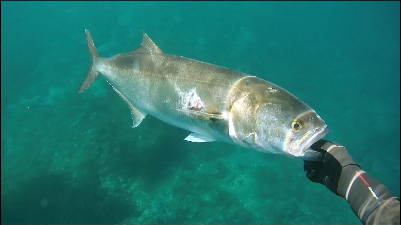 Anjova 7kg en 5m