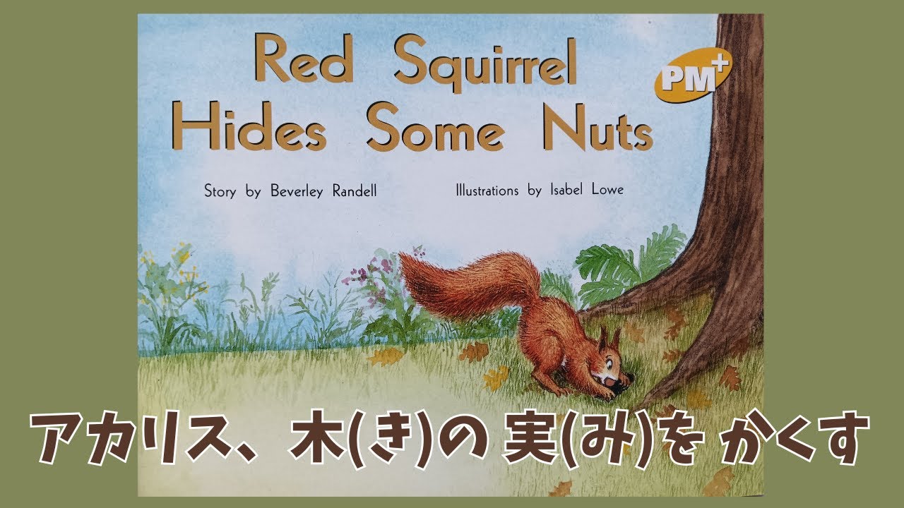 【Red Squirrel Hides Some Nuts】アカリス、木(き)の 実(み)を かくす　English Book for Kids. 子供向け英語の本