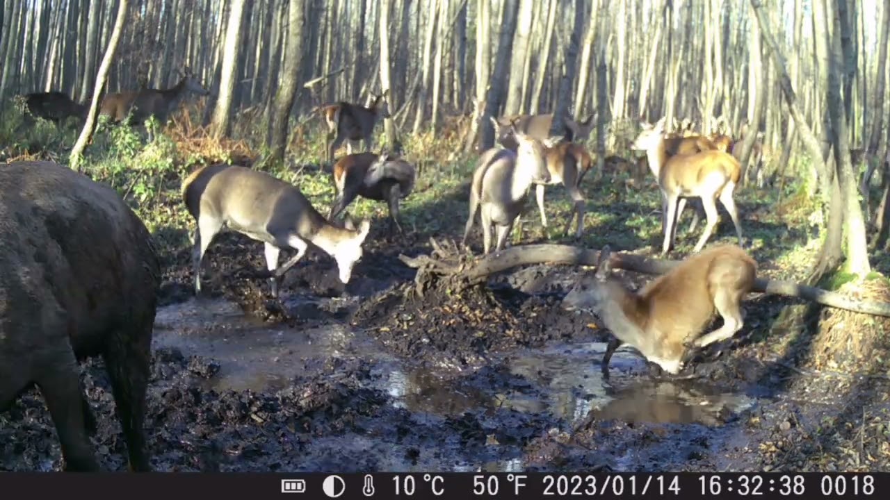 JELENIE!! DUŻA CHMARA NA BABRZYSKU!! #fotopułapka #deer #deerseason #deerhunting #forest #trailcam 