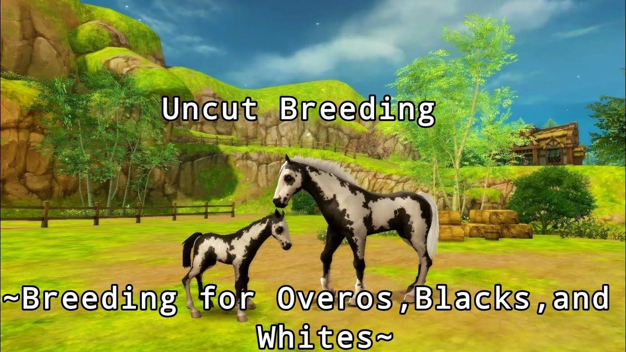 Uncut Breeding Commentary! -Breeding for Whites, Black, and Black Frame Overo's- {Alicia Online}