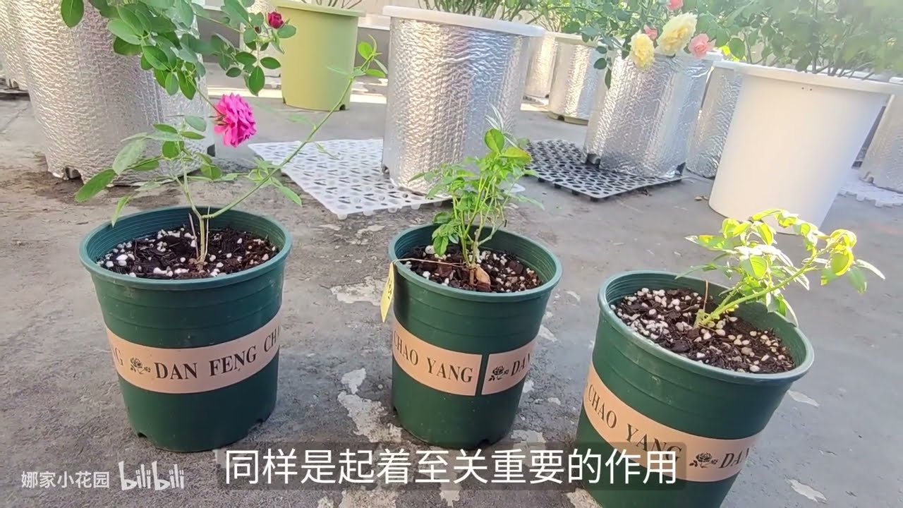 月季小苗快速扶壮（第二篇）——小苗期的浇水施肥