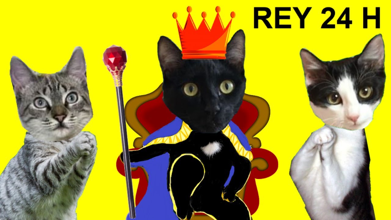 Gato negro es REY 24h con mis gatos graciosos Luna y Estrella y un puntero laser / Videos de gatitos