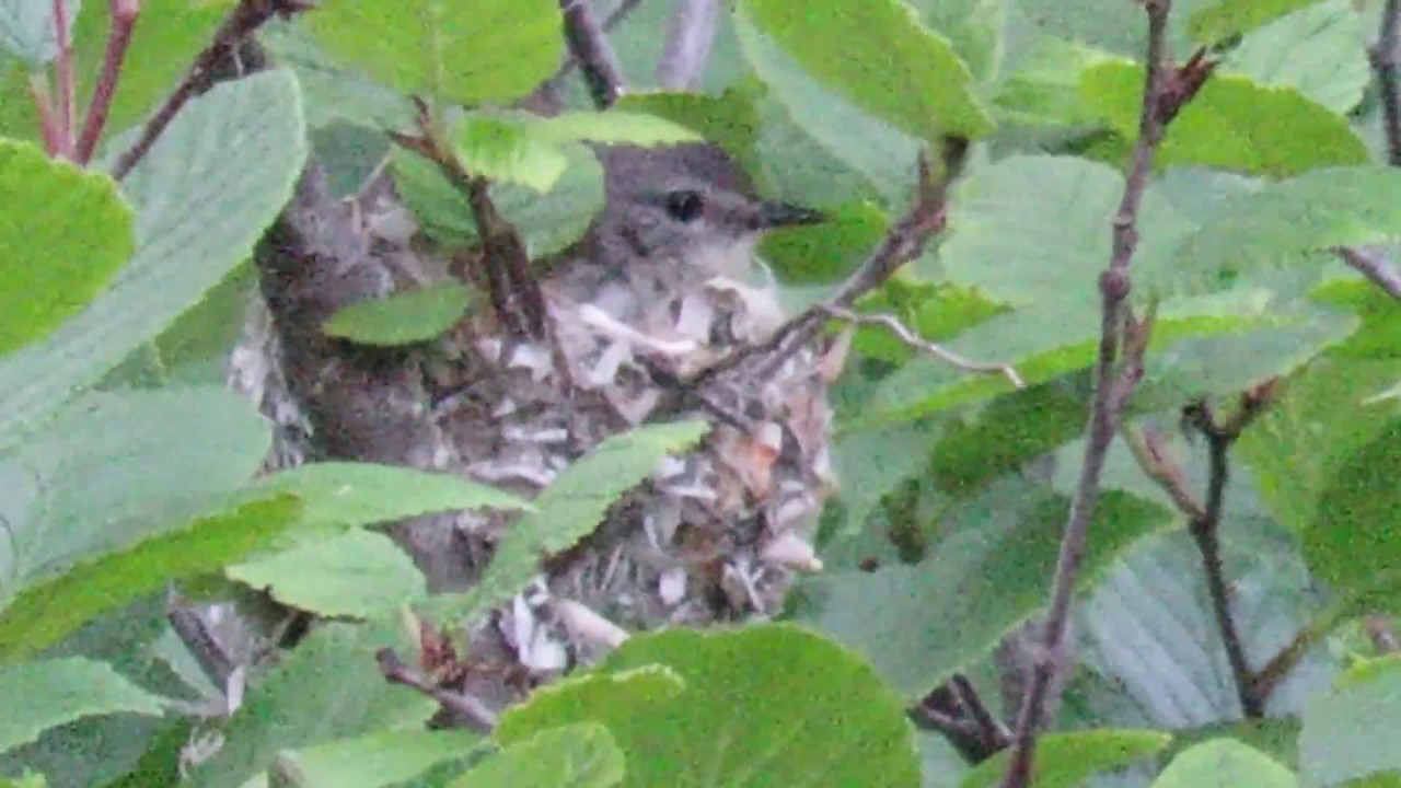American Redstart (Setophaga ruticilla) Thirteen Hours of Nest Building