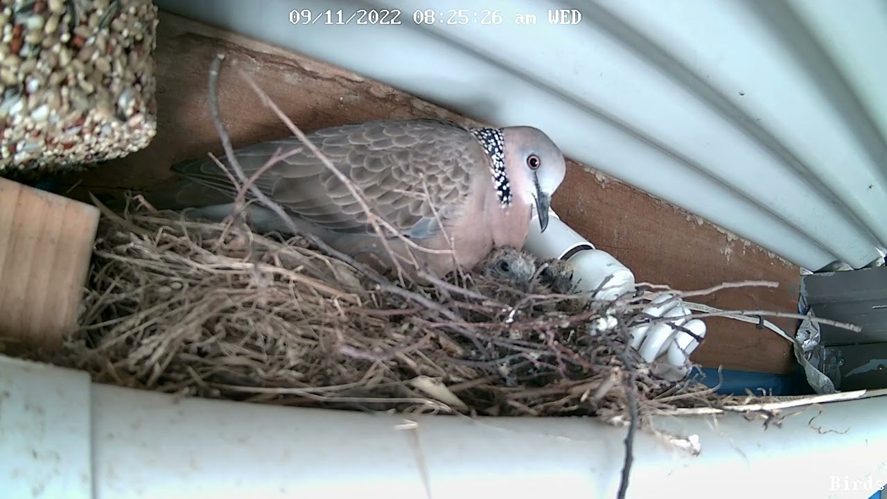 Spotted dove Bird nesting , Dove baby bird leaving nest