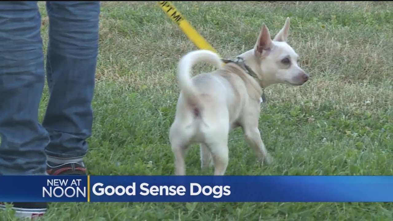 Pet Therapy Helping Troubled Teens Transition