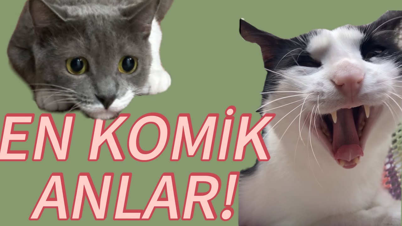 KOMİK KEDİ VİDEOLARI DERLEME!