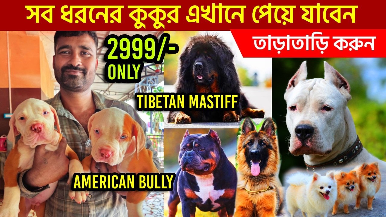 dog market in kolkata | pet market in kolkata | Best Dog Kennel in Kolkata | Dogs