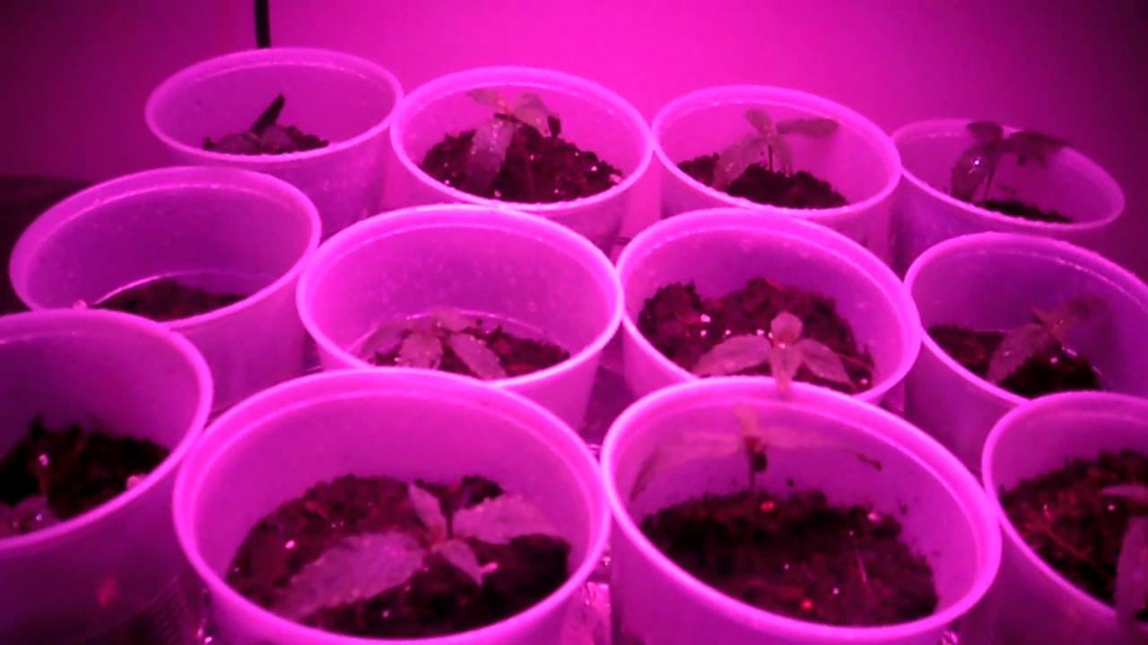 180 watt LED UFO grow lamp in action