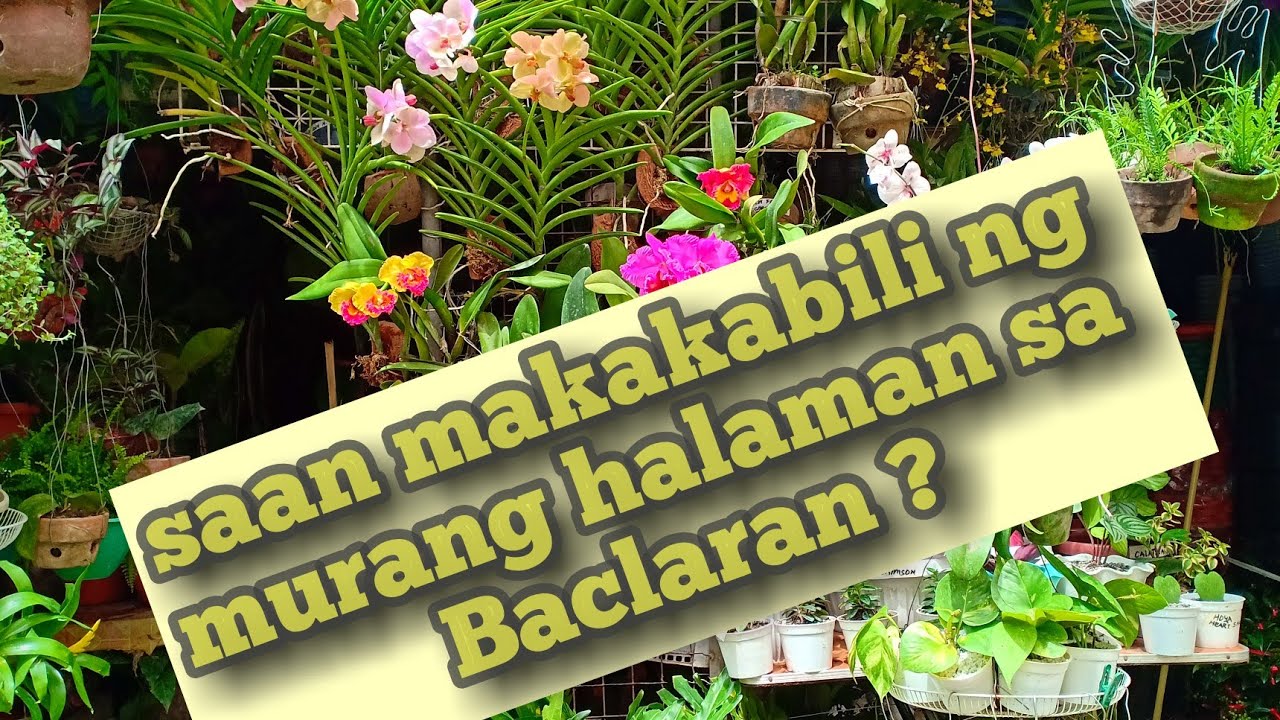 Saan makakabili ng murang Halaman sa Baclaran ? #plantita #plantito
