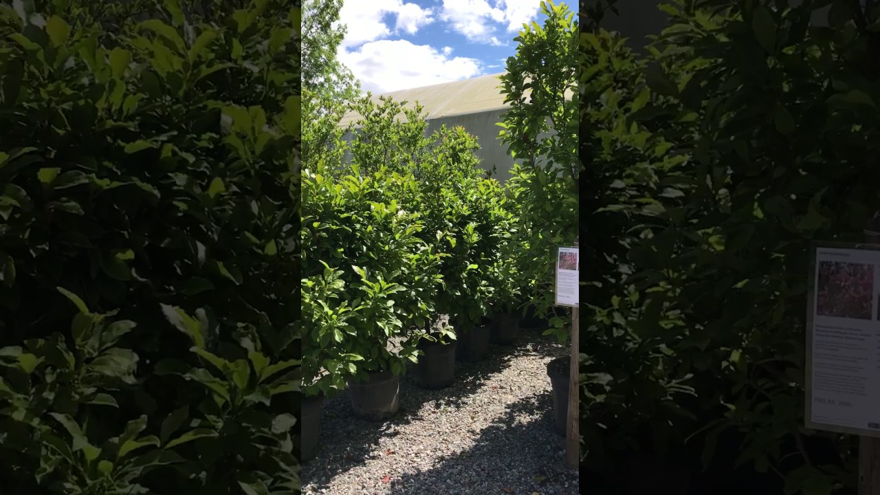 HomeLiving Garden