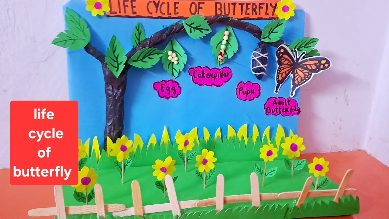 The Life Cycle of a Butterfly/Life Cycle Butterfly Model/Life Cycle of a Butterfly class project.