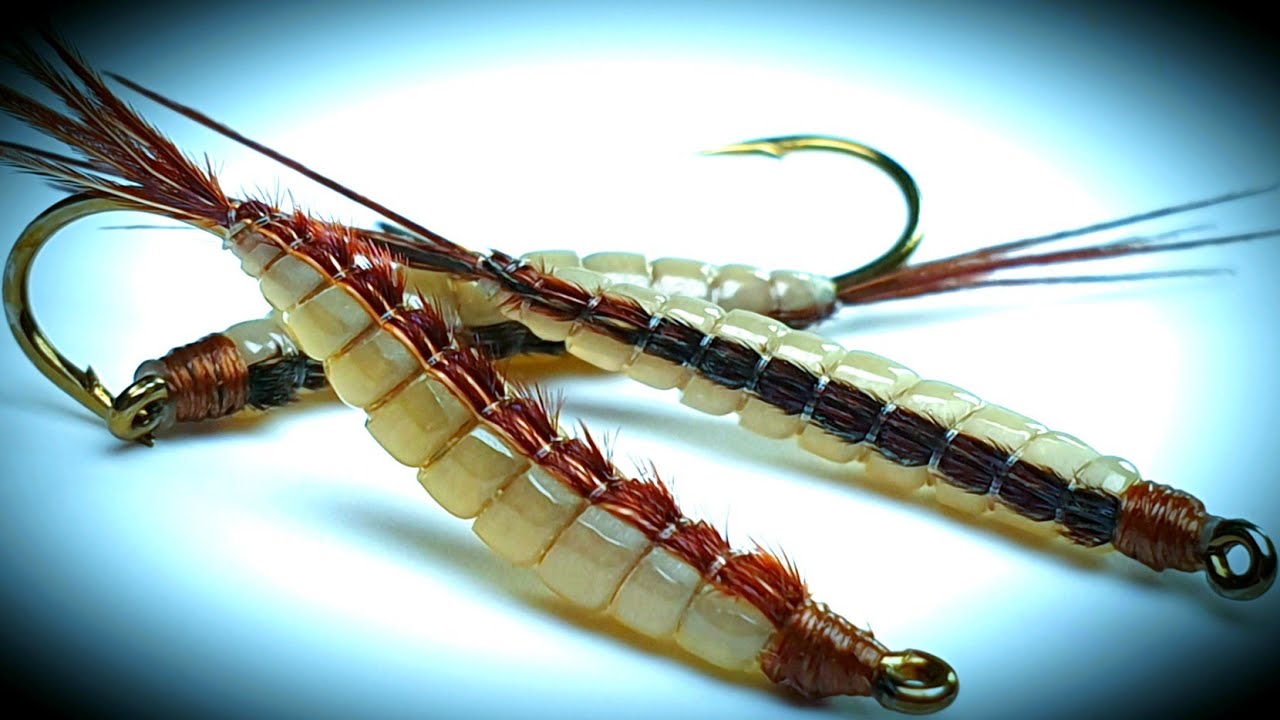 Crane Fly Larva