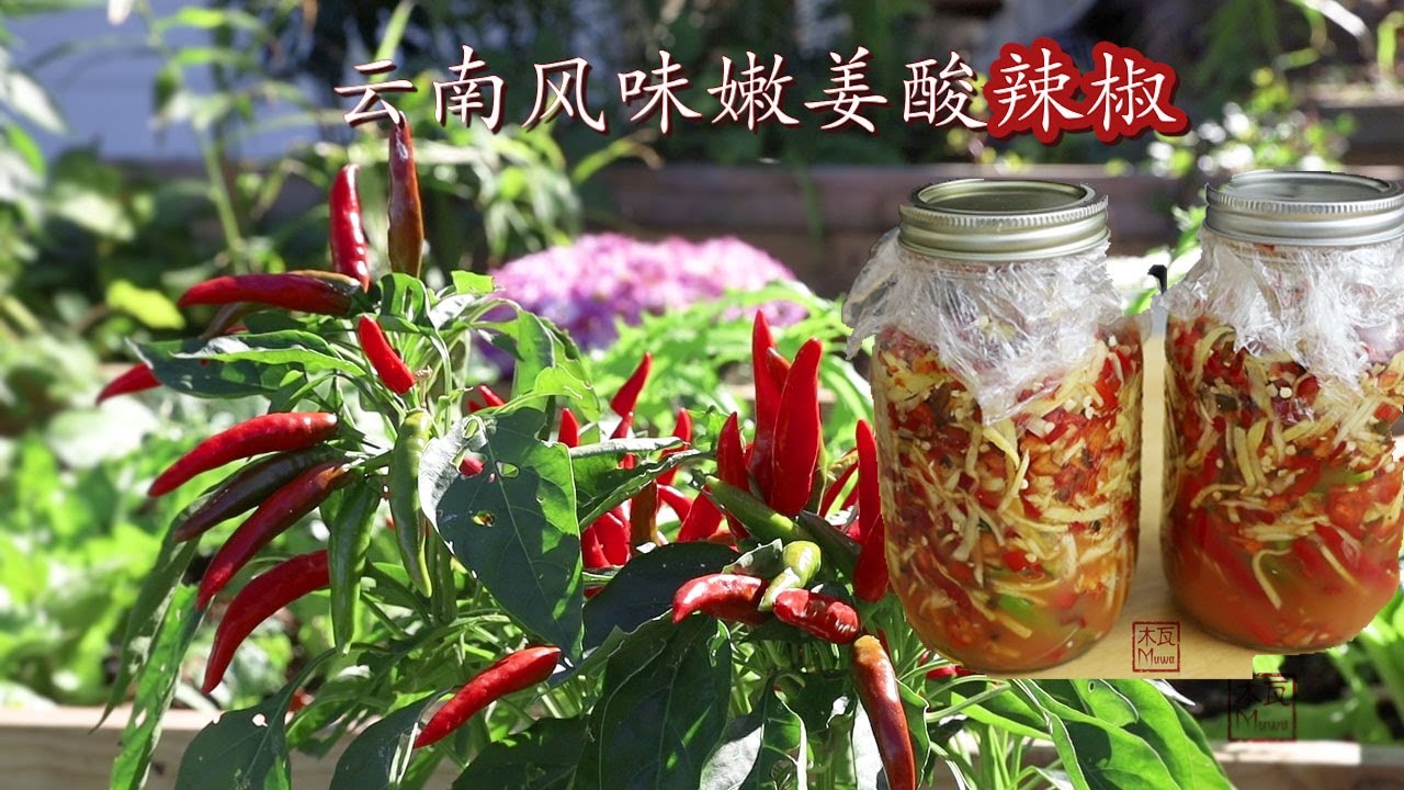 云南风味嫩姜腌辣椒（Pickled ginger and chili peppers）（请打开CC字幕）