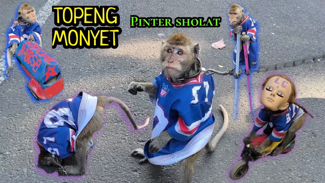 Topeng monyet lucu pintar sholat full attractions funny monkey