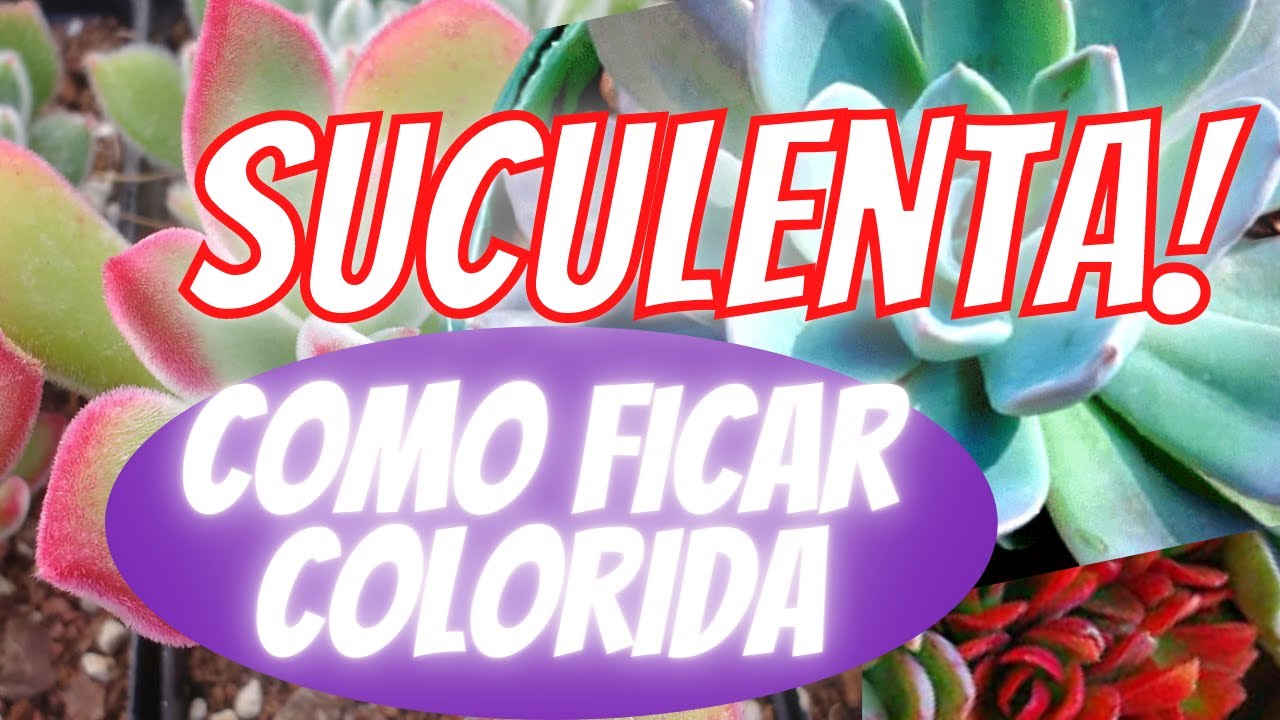 COLORIR SUCULENTA NATURALMENTE -  COMO FAZER SUCULENTA COLORIDA