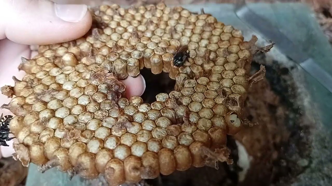 Divisão de mandaçaia por indução, muito fácil!!!