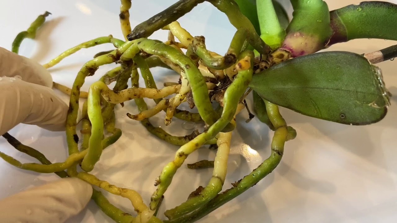【19181】蝴蝶兰，手术治疗花茎黑腐，用了杀菌药，说了砍头繁殖 //静姐说花190