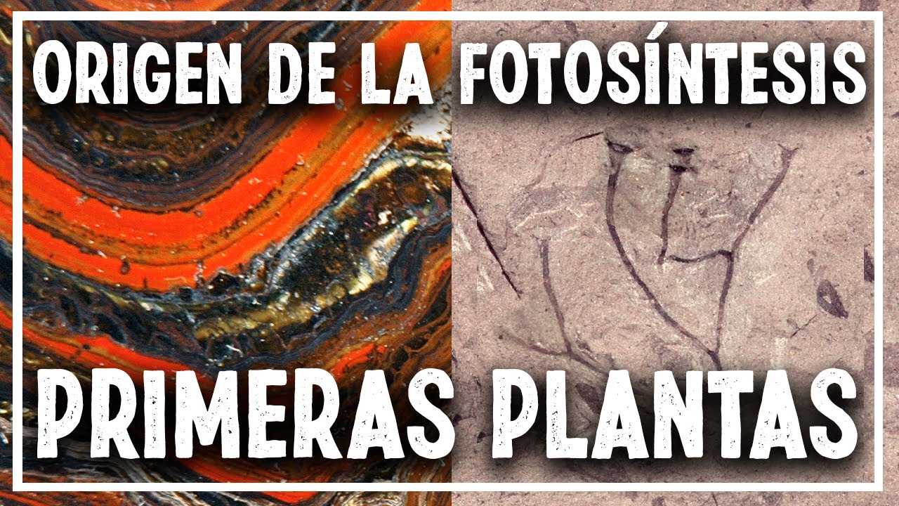 ¿De dónde viene EL OXÍGENO de nuestra atmósfera?