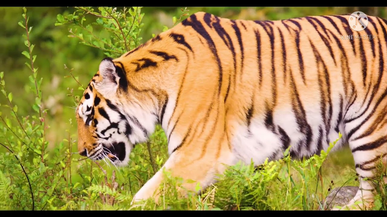 International Tiger Day Status🐅|| Importance of Global Tiger Day 2021🐯 || World Tiger Day