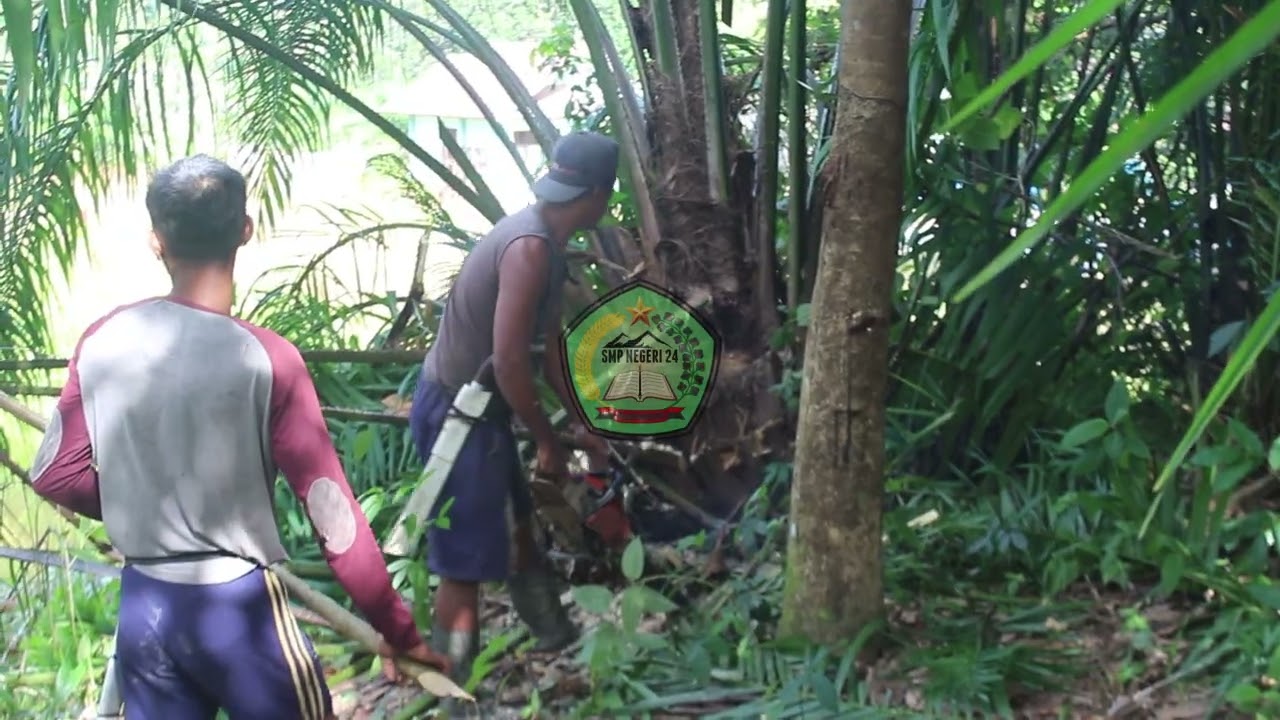 Penebangan Pohon Liar di Batas Sekolah Demi Keamanan dan Kebersihan Lingkungan part 1