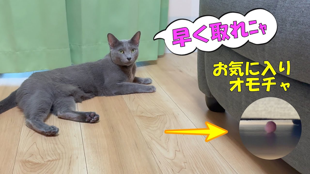 無言の圧力をかける八重ちゃん