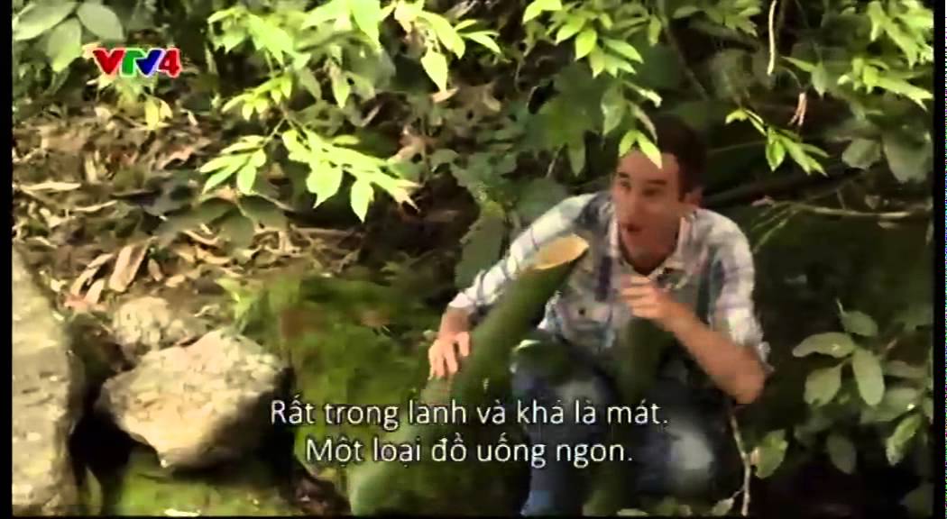 [Vietnam Discovery]  Ch&egrave; Shan Tuyết cổ thụ H&agrave; Giang