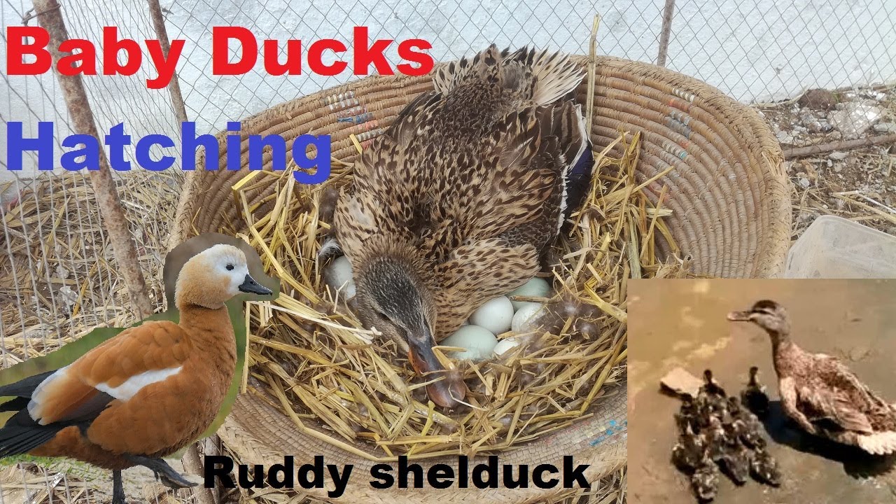 Baby Ducks Hatching | Mother Duck playing with Ducklings | Ruddy shelduck Ducklings