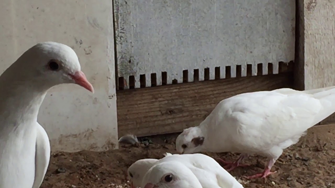 АСКОРБИНКА ДЛЯ ДОМАШНИХ ГОЛУБЕЙ