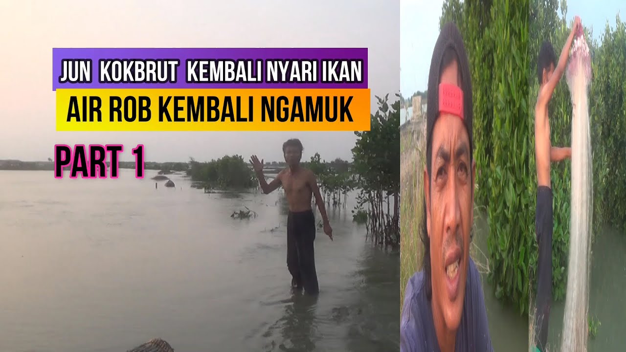 Banjir rob besar lagi ikan di tambak habis Jun kembali nyari  ikan part1.
