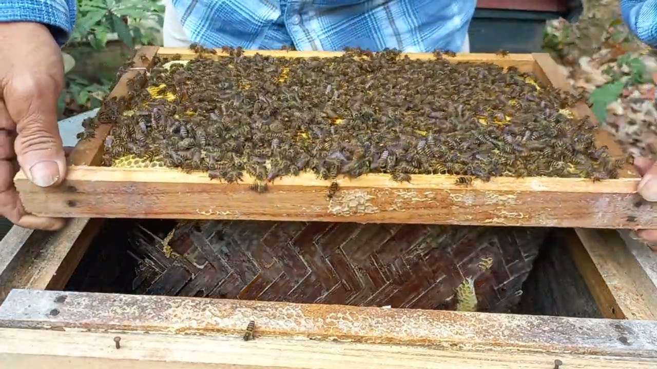 Crazy Bee Attack While Checking the Hive!