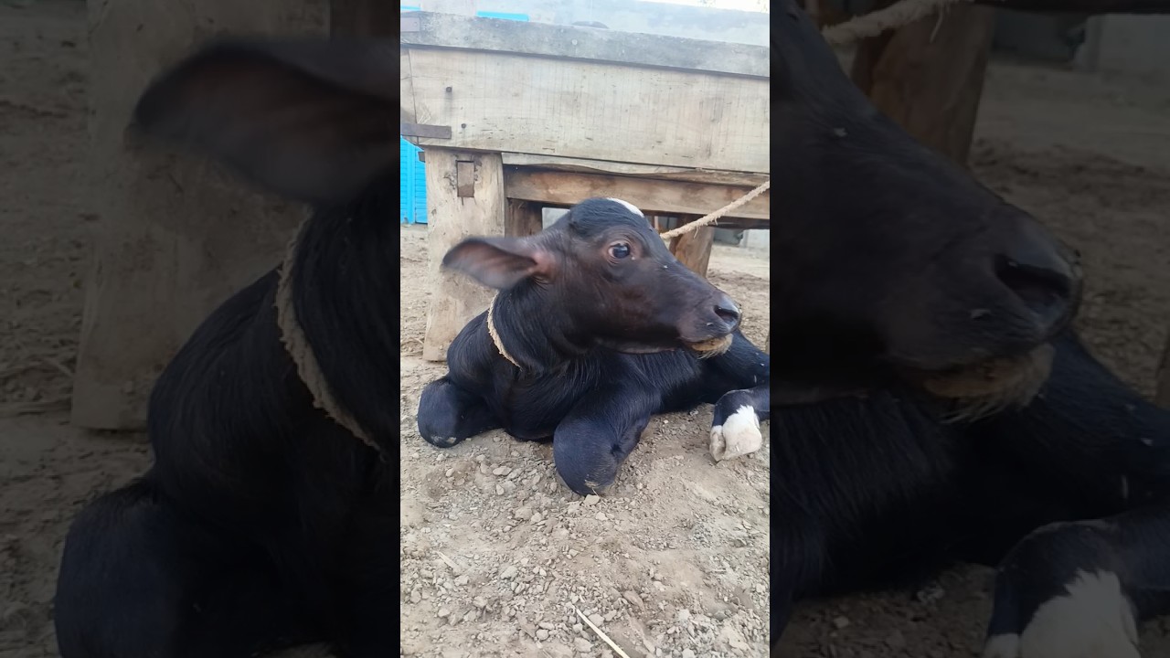beautiful Buffalo baby 😍 #shorts #ytshorts #trending #viralvideo