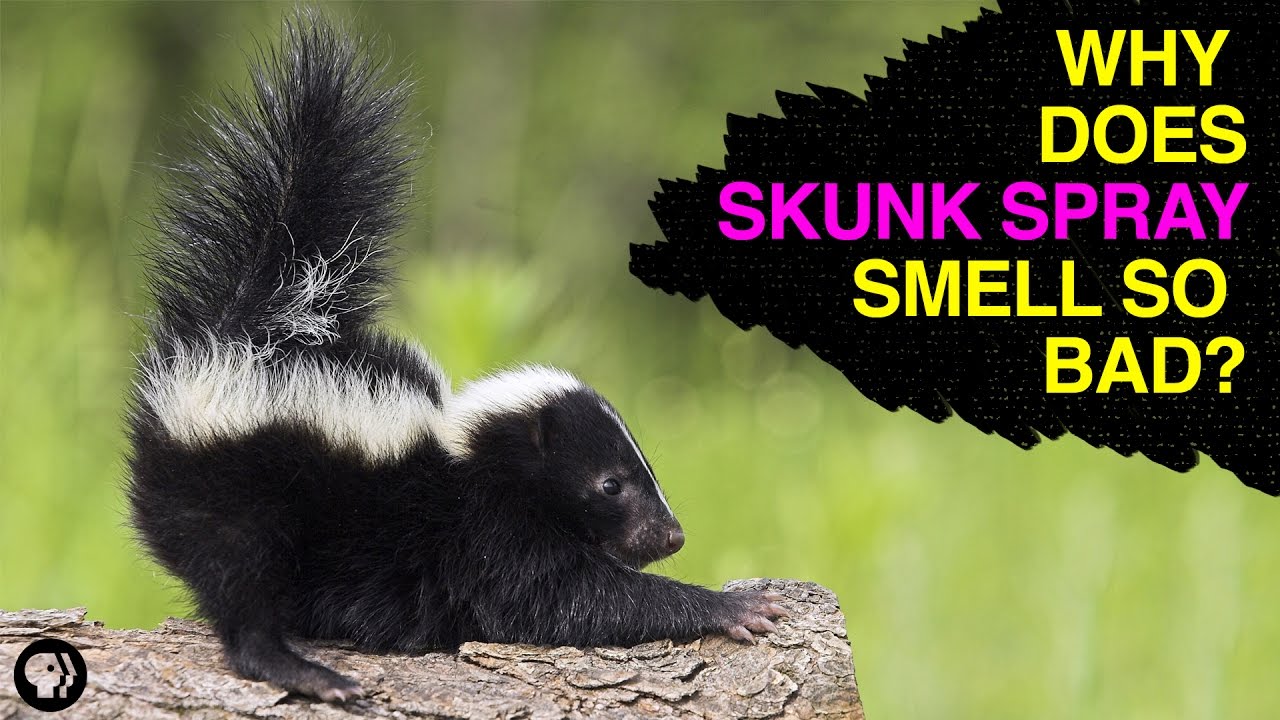Химия спрея Skunk
