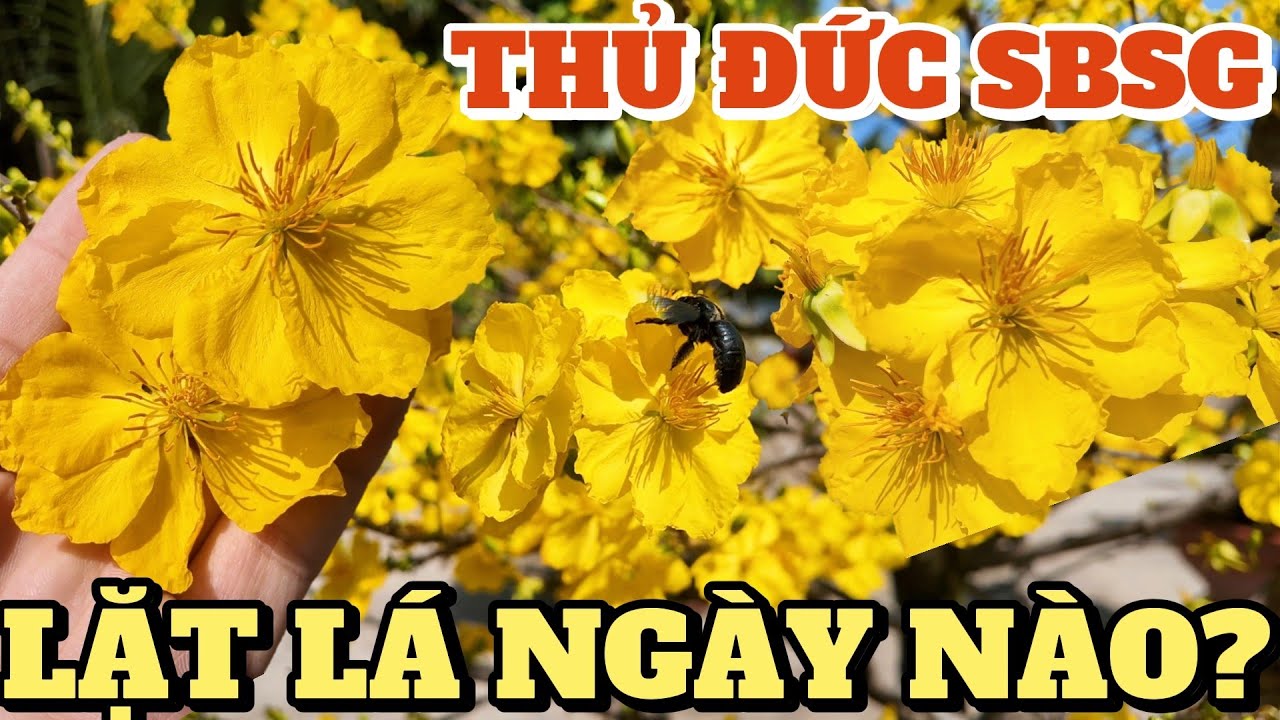 Lặt lá 18 ngày cây giống giảo Thủ Đức SBSG chưa rộ vườn mai Quốc Cường lo lắng thờ tiết tuần sắp tới
