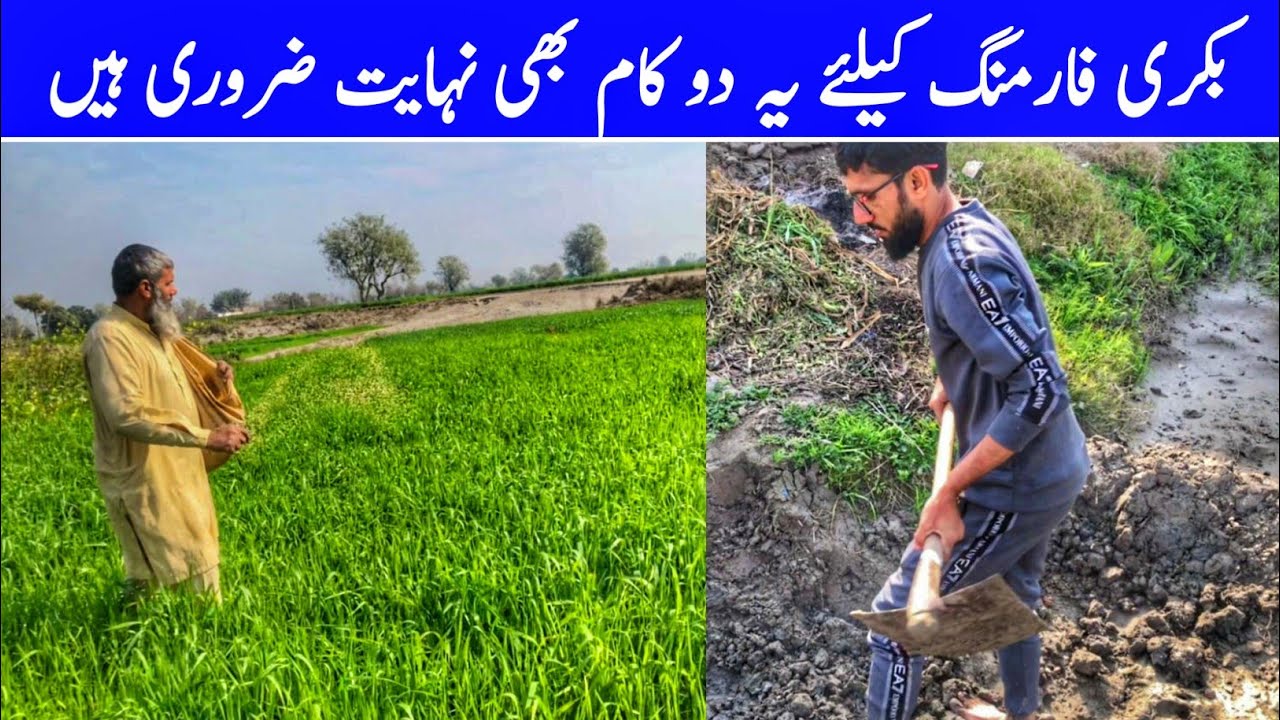 These Two Tasks Are Also Very Important For Goat Farming. || Qari Goat 🐐 Fram 