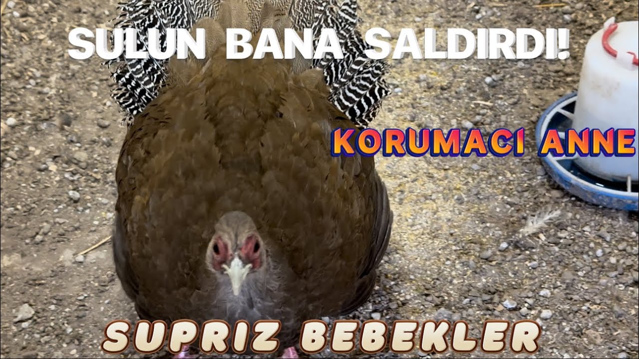 ANNE SÜLÜN SALDİRİSİ- SUPRİZ YAVRULAR-KORUMACİ ANNE