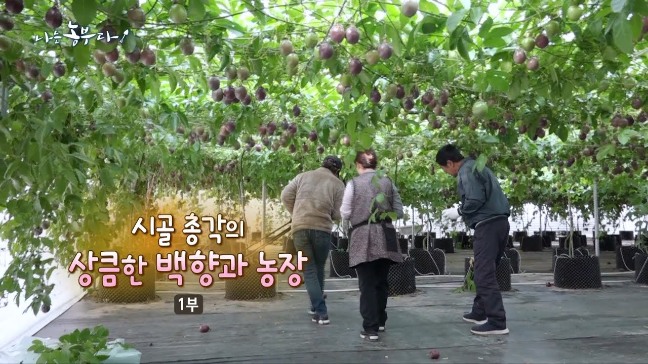 [176회_1부] 시골 총각의 상큼한 백향과 농장