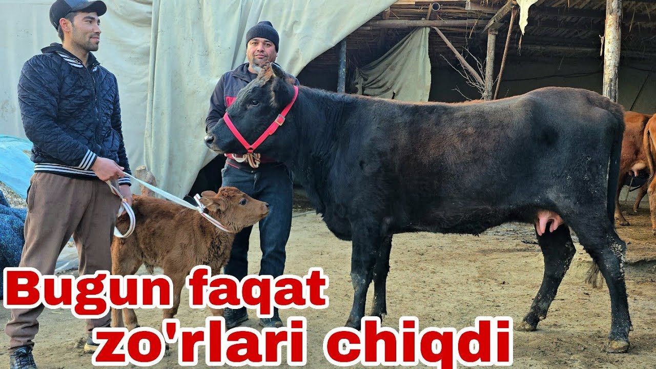 RAZZOQJON ukamizdan bugun yangi partiya bo'g'ozlar va ona bola sigirlar 5 января 2026 г.