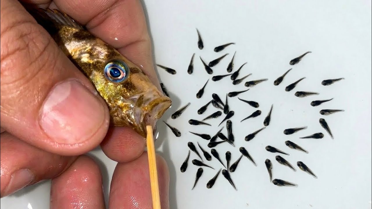 She Kept Her Babies in Her Mouth… Then This Happened! 😱 | Living Rock Cichlid Birth