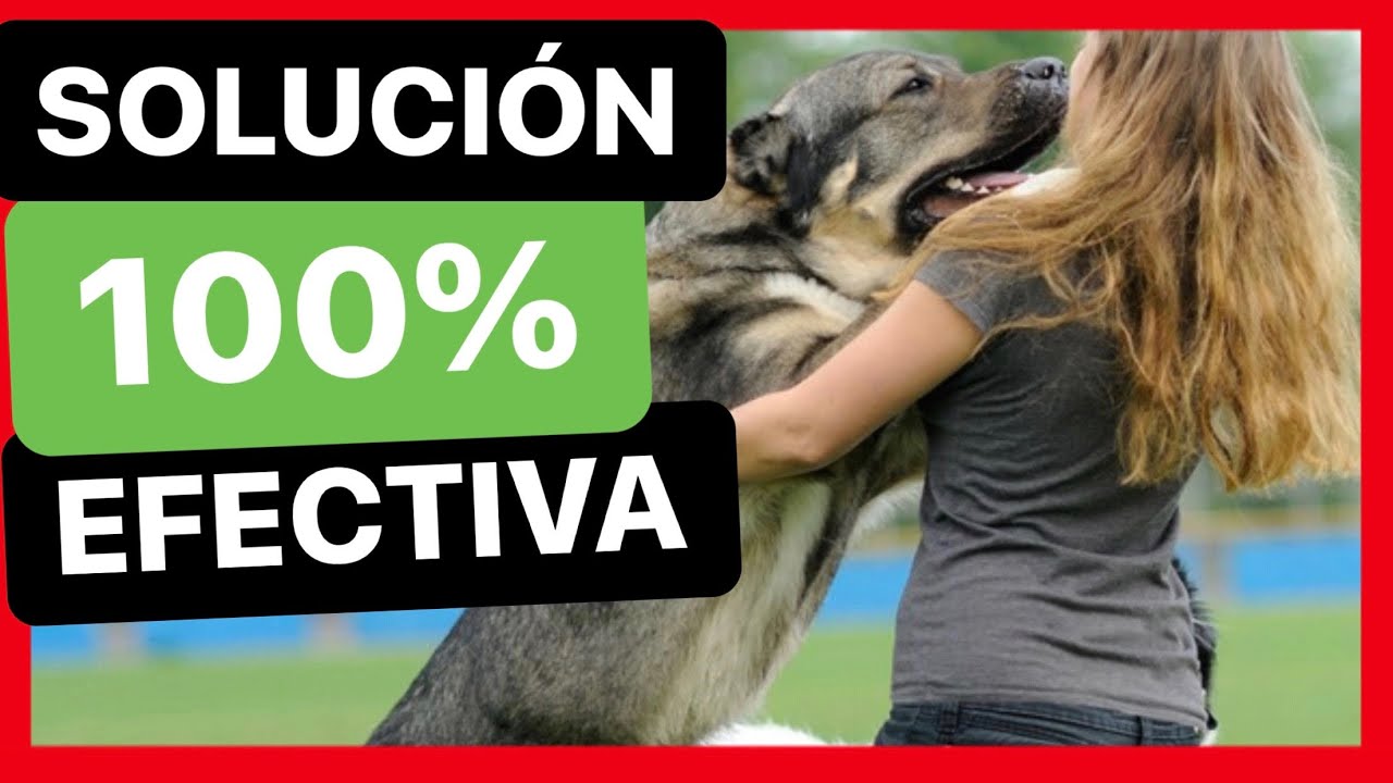 ¿Cómo EVITAR que mi PERRO SALTE al SALUDAR? 👍 ► TRUCO 100% FUNCIONAL!!!