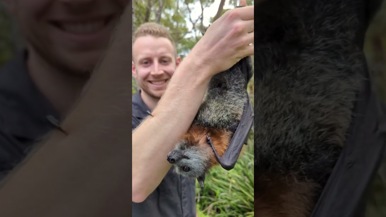 Have you seen a cuter face!? Flying foxes are crucial long-distance pollinators. #bat #flyingfox