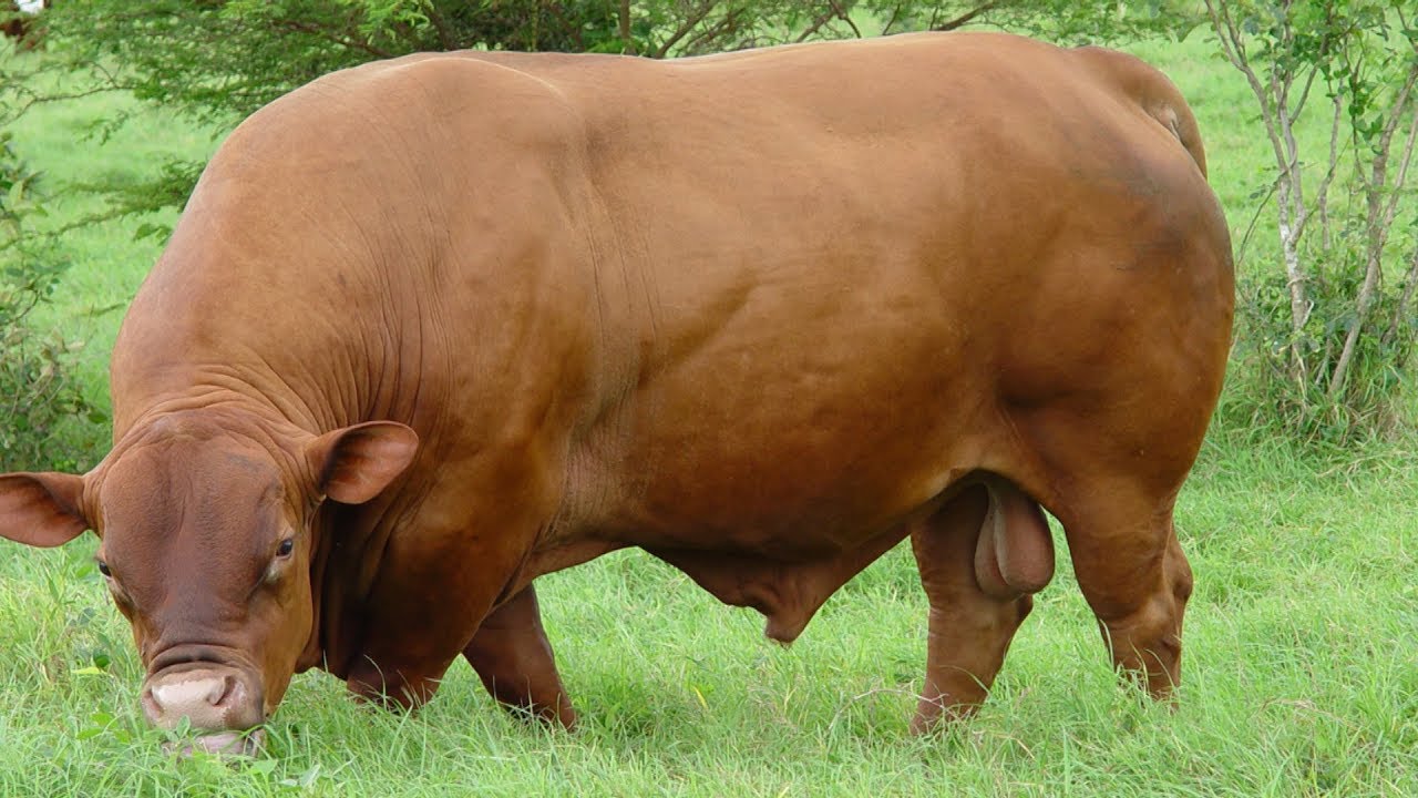 Senepol Cattle | Parasite Resistant Power Grazers